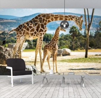 Picture of Giraffe family on a walk